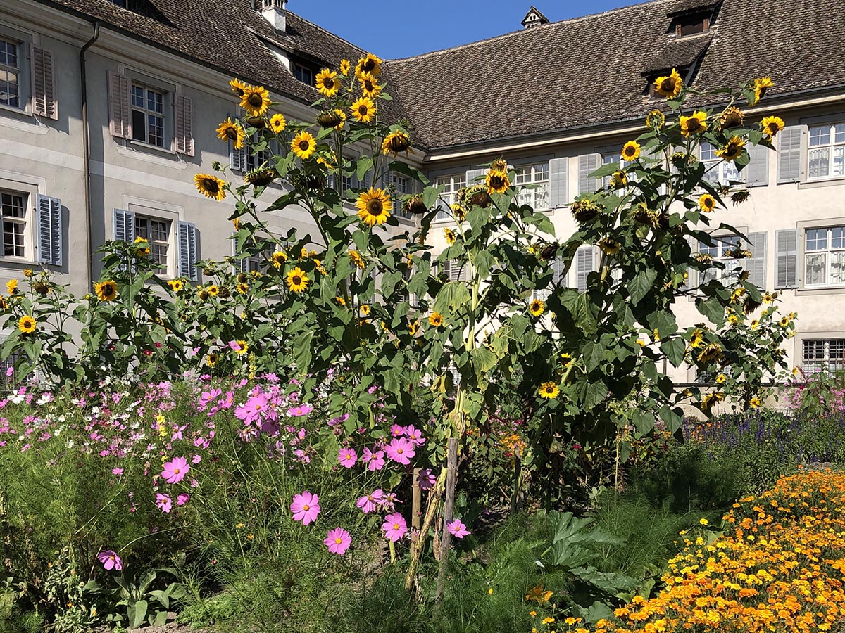 Im Laudato-si’-Garten vom Kloster Fahr ziehen heimische Blumen und Heilkräuter zahllose Insekten und Schmetterlinge an. (Foto: zvg)